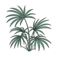 Beautiful Lady Palm Rhapis Design on Bright vector