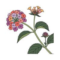 Stylized Lantana Flower on Clean White Surface vector