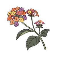 Vibrant Lantana Flower Design on Clean White vector
