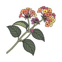 Vibrant Lantana Flower Artwork on Bright vector