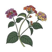 Beautiful Lantana Flower Design on Bright White vector