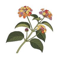 Vibrant Lantana Flower Artwork on Clean White vector