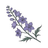 Elegant Larkspur Flower Design on Bright vector