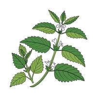 Elegant Lemon Balm Plant Botanical Artwork Design vector