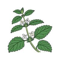Stylish Lemon Balm Plant Artistic Representation vector