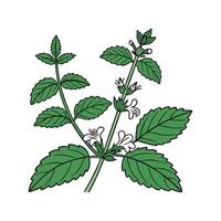 Charming Lemon Balm Plant Illustration for Botanical Design vector