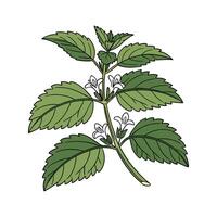 Stylish Lemon Balm Plant Botanical Artwork Design vector