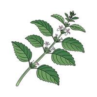 Vibrant Lemon Balm Plant Botanical Art Display vector