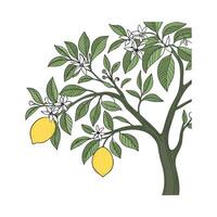 Stylish Lemon Tree Botanical Illustration Display vector