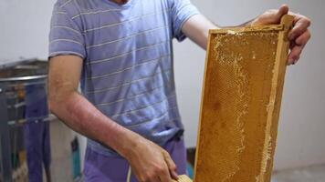 Extracting honey from honeycomb. Beekeeper cutting wax lids with hot knife from honeycomb video