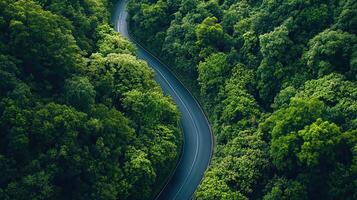 Overhead View of Winding Road with Dark Asphalt Through Dense Green Forest photo