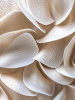 Nature's delicate layers displayed in soft whites and creams photo