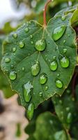 Close-up of raindrops on vibrant green leaf in nature photo