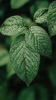Fresh green leaves covered in water droplets after rain photo