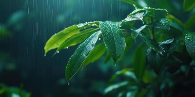 Rainfall on lush green leaves in a tranquil forest setting photo