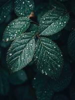 Dark green leaves with raindrops captured in the morning photo