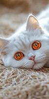 White cat with striking orange eyes relaxing indoors photo