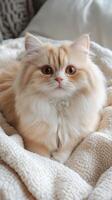 Fluffy cat lounging peacefully on a cozy blanket photo