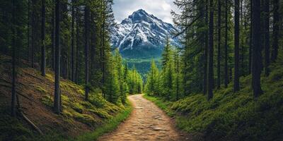 A dirt path leads to a mountain range in the forest photo