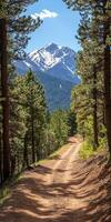 A dirt road with trees on both sides photo