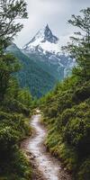 A path through the woods photo