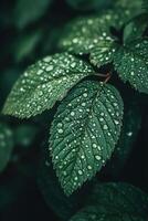 Green leaves with water droplets on them photo