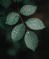 Water droplets glisten on fresh green leaves in nature photo