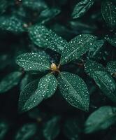 Lush green leaves with raindrops glistening in natural light photo