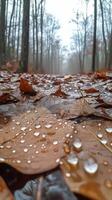 Rain-soaked leaves create a serene autumn pathway for walking photo