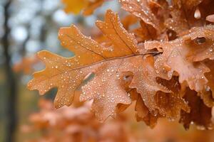Autumn leaves glisten with raindrops in the forest photo