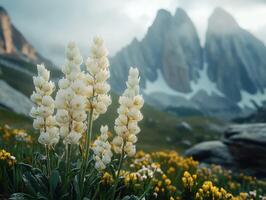 Bright white flowers bloom in a mountain landscape at dawn photo