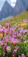 Colorful wildflowers bloom with dew on a sunny day photo