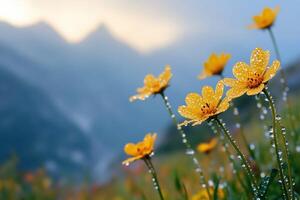 Bright yellow flowers glistening with dew in the mountains photo