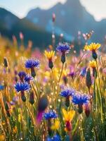 Vibrant wildflowers bloom in a sunny mountain meadow photo