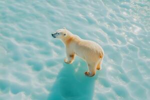 Polar bear exploring melting ice in a changing environment photo