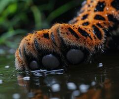 Leopard paw resting in rain-soaked habitat with droplets photo