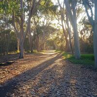 Serenity of a sunlit forest path during autumn photo