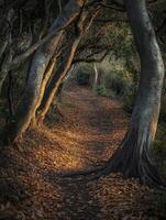 Nature trail adorned with autumn leaves in a forest photo