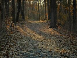 Serenity of a wooded path during autumn at sunset photo