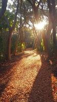 Beautiful sunlit pathway through a forest in autumn photo