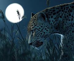 Leopard in the grass at night with moonlight photo