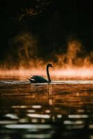 Swan glides through misty water at dawn photo