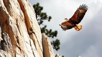 Eagle soaring near rocky cliffs with trees in background at dusk photo