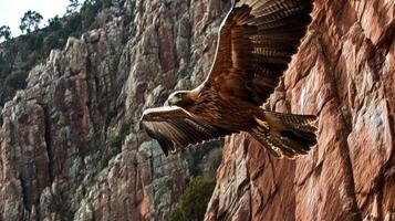 A hawk flying over a rocky cliff photo