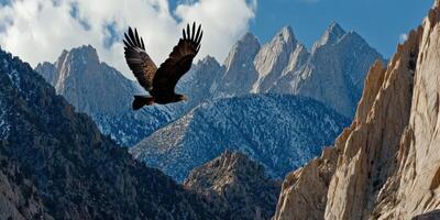 An eagle flies over a mountain range photo