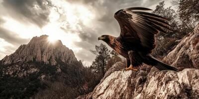 Majestic eagle perched on rocky cliff during sunset photo