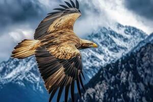 Majestic eagle soaring over snow-capped mountains in daylight photo