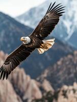 Bald eagle soaring over mountain landscape during daylight photo