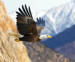 Bald eagle soaring above rugged mountains and rocky cliffs photo