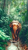 Elephant walking through lush jungle path in tropical rainforest photo